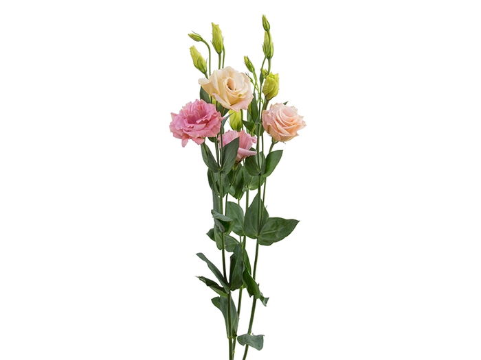 <h4>LISIANTHUS ARENA 3 APRICOT 070 CM M</h4>