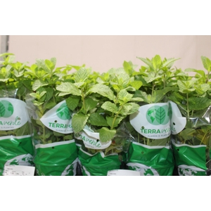 【Lotusさま専用】Pingo de Mel, Sao Luis 挿木苗 Holambelo - Loja Gran Flora