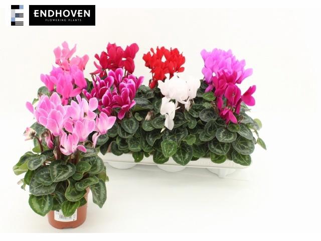 <h4>CYCL MD SUP MACRO</h4>