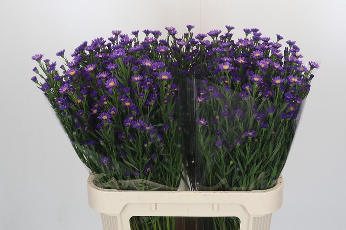 <h4>Aster Casamare</h4>