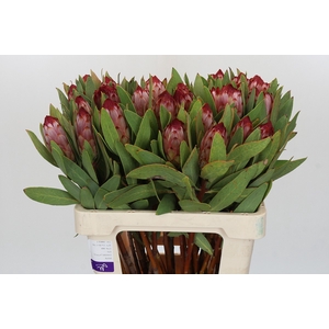 Protea Robijn