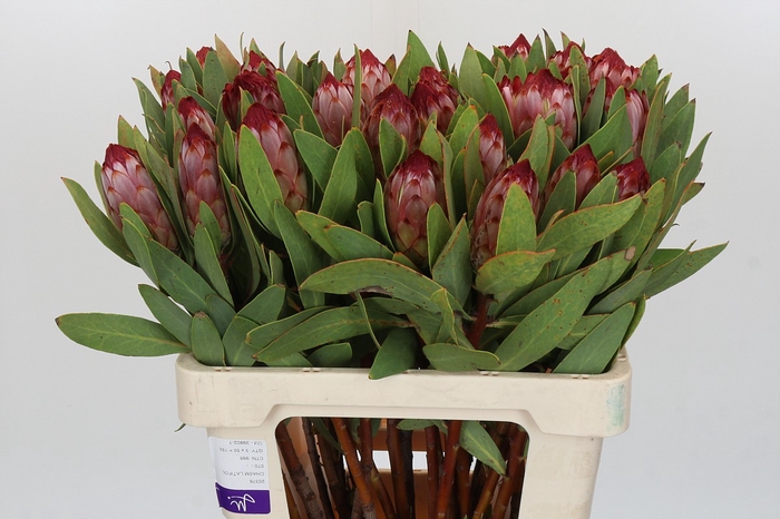 Protea Robijn