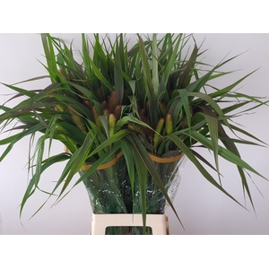 SETARIA IT RED JEWEL