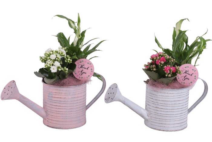 <h4>Mothersday Arr. Indoor Zinc Wateringcan Vintage Ø31cm 2PP</h4>