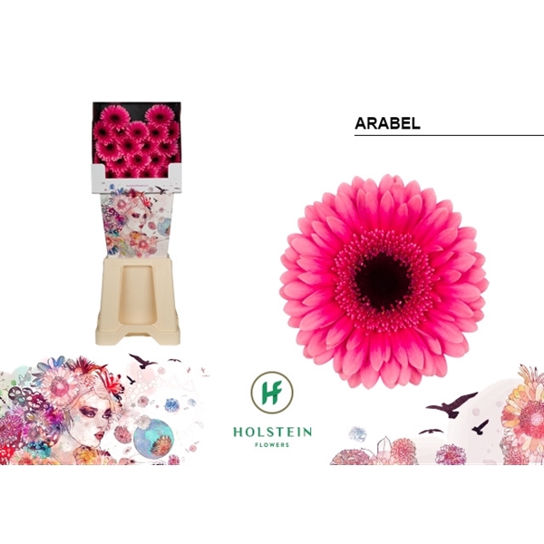 <h4>Ge Mi Arabel Diamond Holstein</h4>