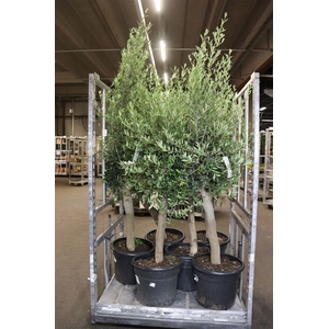 Olea Europaea