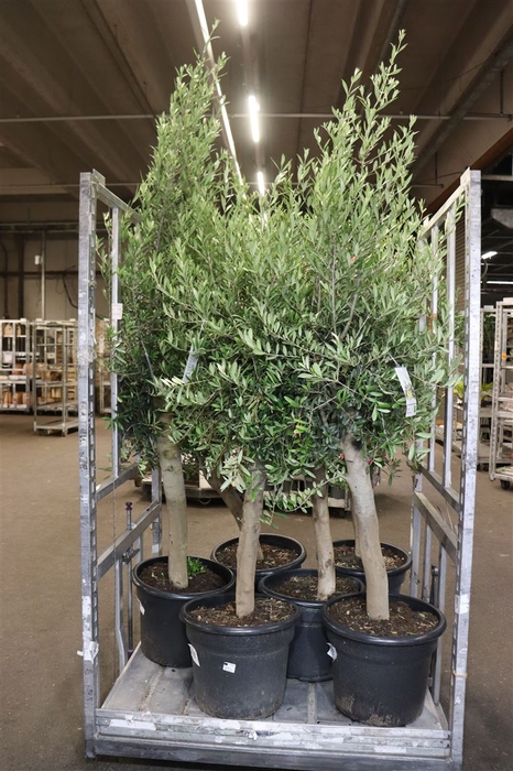 <h4>Olea Europaea</h4>