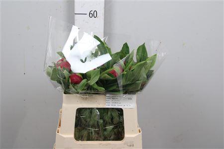 <h4>Paeo Red Charm</h4>