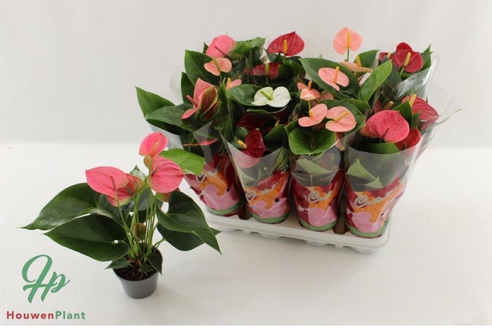 <h4>ANTHU AN GEM 4 KL</h4>