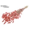 Lagurus Premium per bunch Light Pink