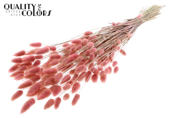 Lagurus Premium per bunch Light Pink