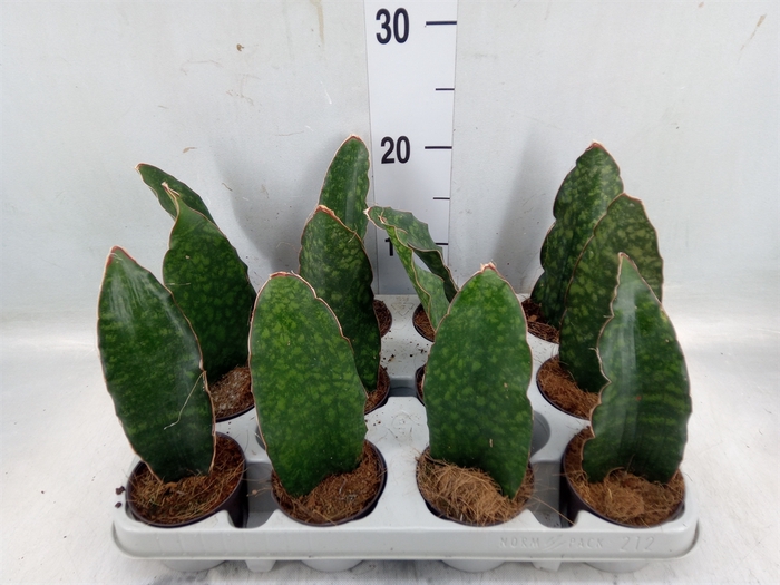 <h4>Sansevieria   ...</h4>