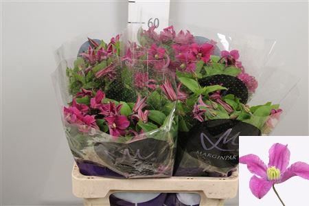 <h4>Clematis 'Amazing Kyiv'</h4>