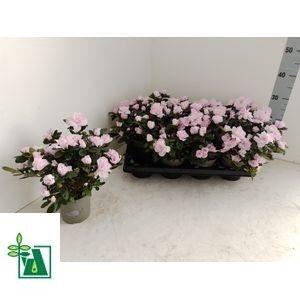 <h4>RHODO SI TERRA NOVA</h4>