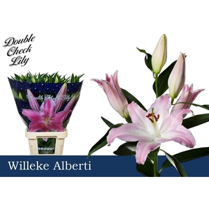 LI OR Willeke Alberti 5+