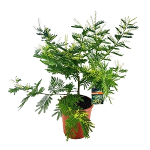 Mimosa acacia dealbata