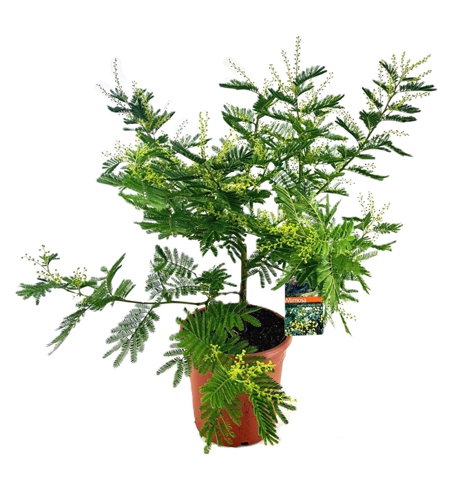 <h4>Mimosa acacia dealbata</h4>