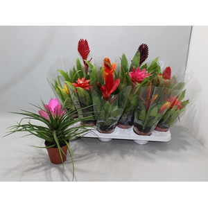 BROMELIA GEM