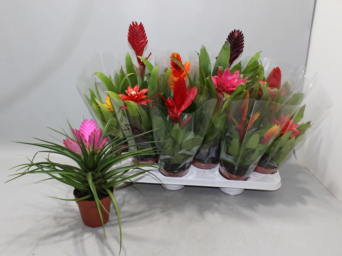<h4>BROMELIA GEM</h4>