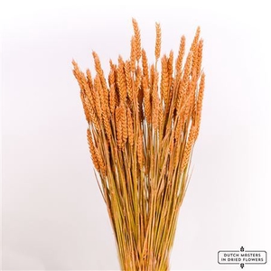 Dried Triticum Frosted Orange Bunch