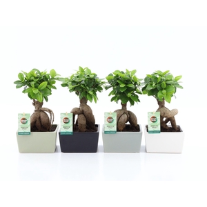 Ficus Mi Ginseng Keramiek Matt Square