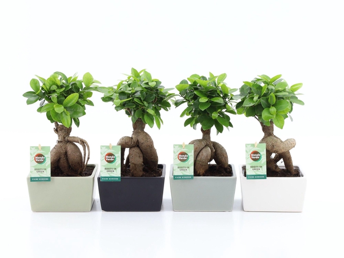 <h4>Ficus Mi Ginseng Keramiek Matt Square</h4>