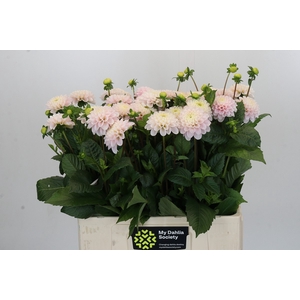 Dahlia Light Wizard
