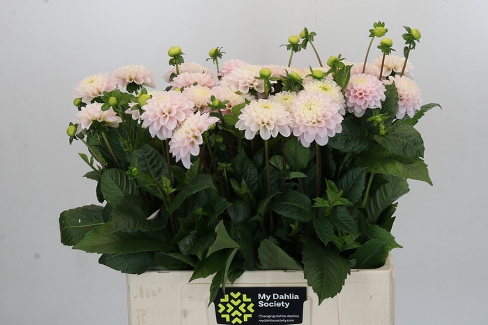 <h4>Dahlia Light Wizard</h4>