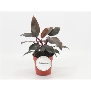 Philodendron overig