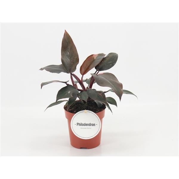 <h4>Philodendron overig</h4>