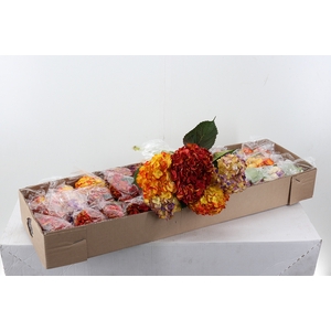 Hydr Autumn Mix