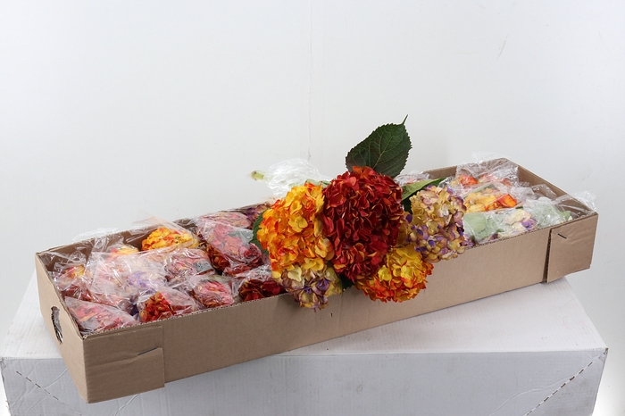 <h4>Hydr Autumn Mix</h4>