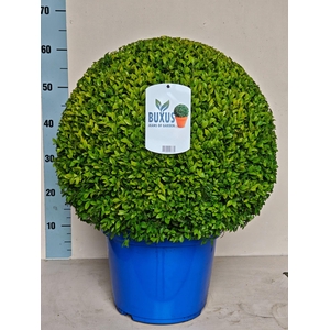 Buxus semp.   ...
