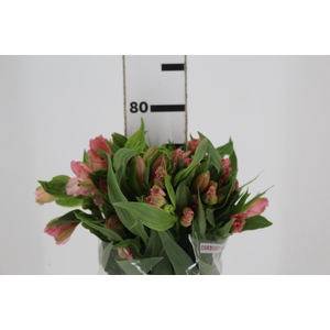 ALSTROEMERIA PRIMADONNA 080 CM