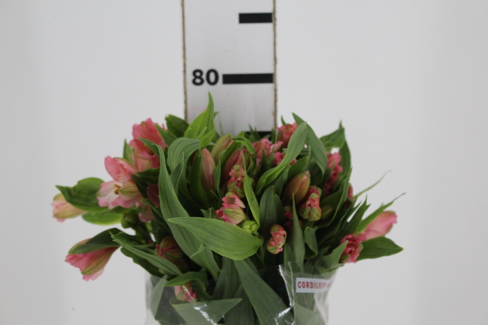 <h4>ALSTROEMERIA PRIMADONNA 080 CM</h4>