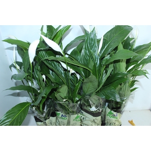 SPATHIPHYLLUM P15 MIN 5 HT COM FLOR