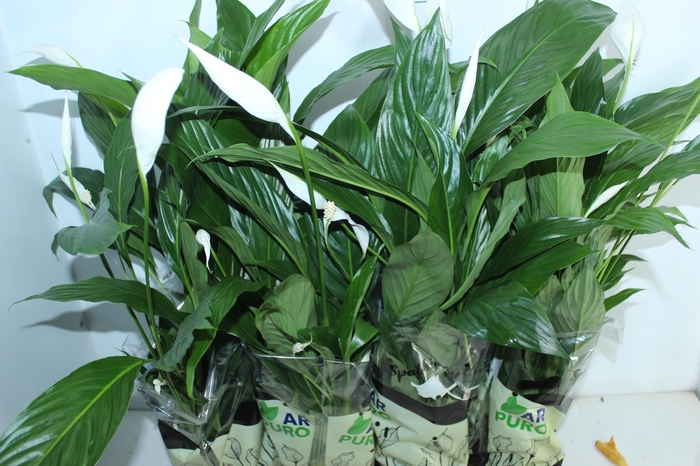 SPATHIPHYLLUM P15 MIN 5 HT COM FLOR