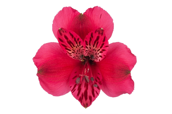 <h4>ALSTR HOT PINK Much</h4>