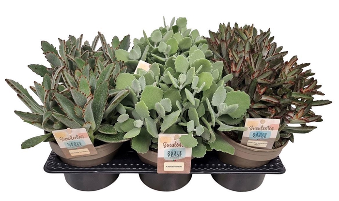 <h4>Kalanchoe Mixtray - 1154</h4>