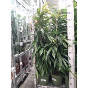 Ficus binn. 'Amstel King'