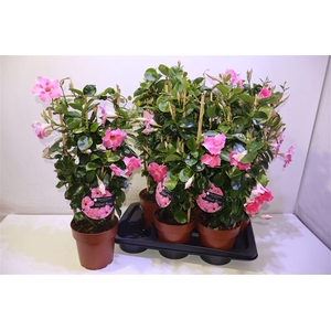 arr8 Mande Sun Velvet Rose