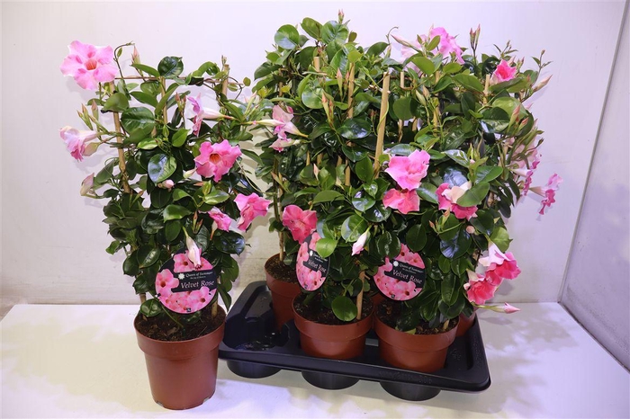 <h4>arr8 Mande Sun Velvet Rose</h4>