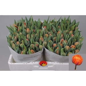 TU DU ORANGE PRINCES