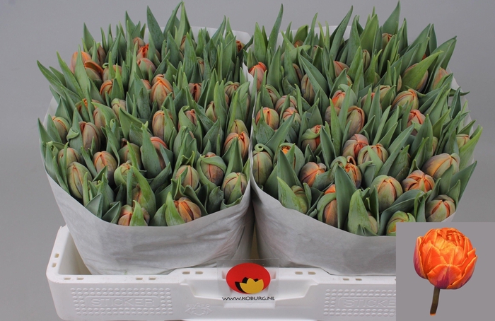 <h4>TU DU ORANGE PRINCES</h4>