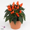 Capsicum Sombrero Mambo Oranje 12cm