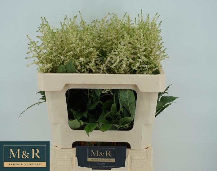 <h4>ASTIL JA EUROPA</h4>