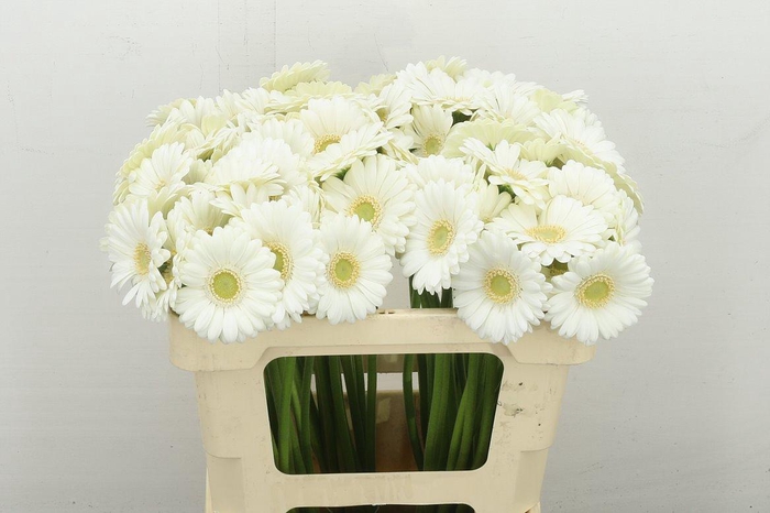 <h4>Ge. Mi Albino</h4>