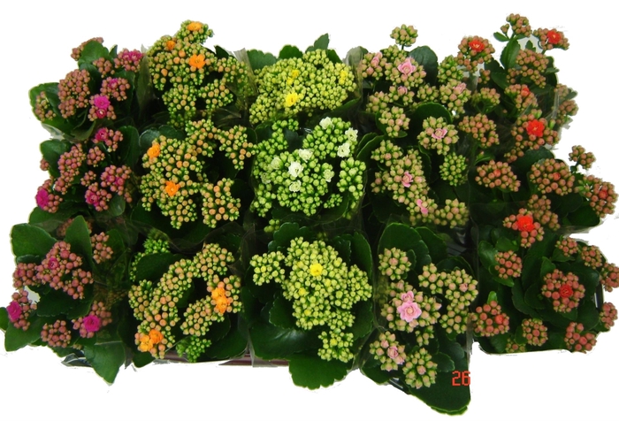 <h4>Kalanchoe</h4>