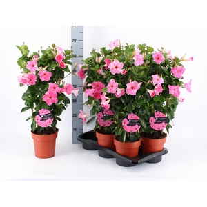 Mande Qos Velve Rose