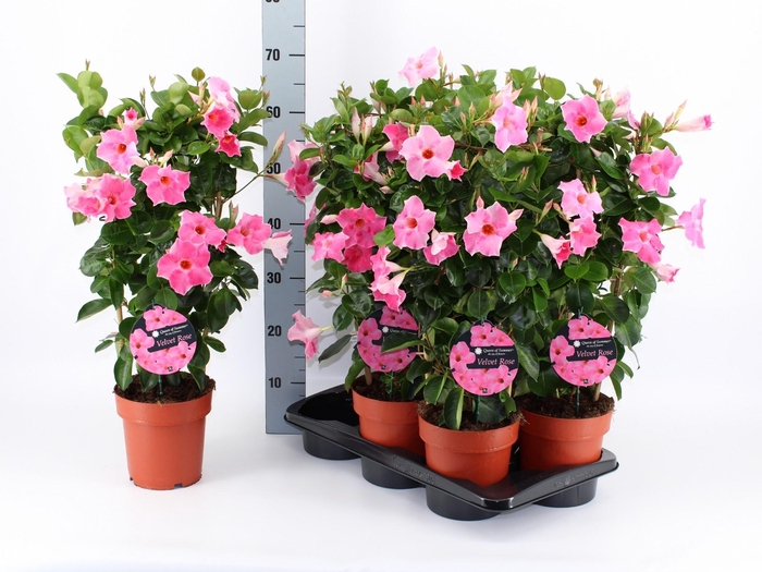 <h4>MANDE QOS VELVE ROSE</h4>